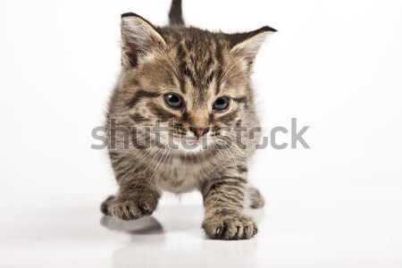 Stockfoto: Weinig · grijs · kat · geïsoleerd · witte · gezicht