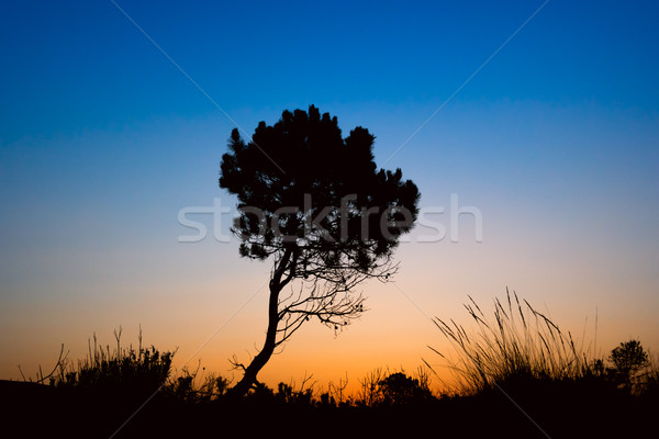 側影 樹 日落 扎金索斯 島 希臘 商業照片 © Fesus