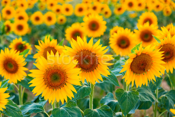 Sunflower field Stock photo © Fesus