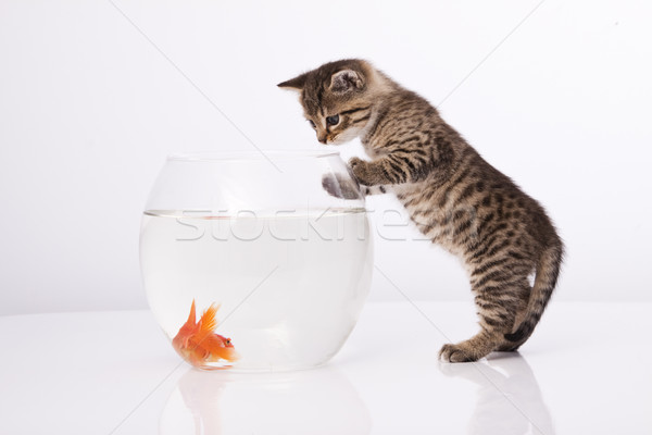 Foto stock: Casa · gato · ouro · peixe · água · vidro