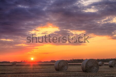 Sunset over farm field with hay bales Stock photo © Fesus