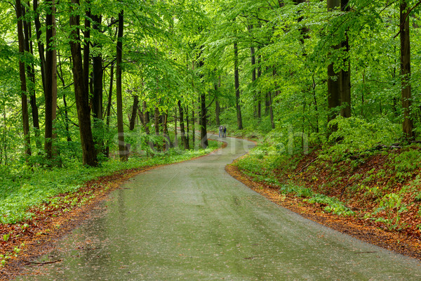 Stok fotoğraf: Yeşil · orman · yol · manzara · yürümek