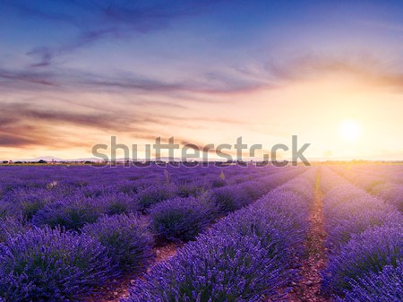 Lavender field summer sunset Stock photo © Fesus