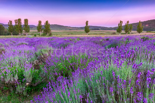 Stock photo: Sunset over a summer lavender field in Tihany, Hungary