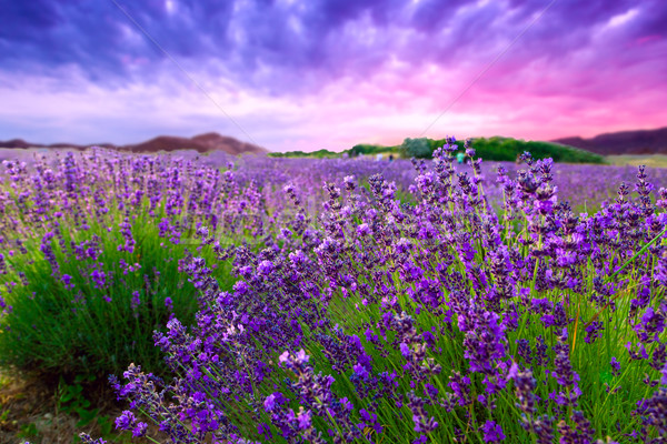 Sunset over a summer lavender field Stock photo © Fesus