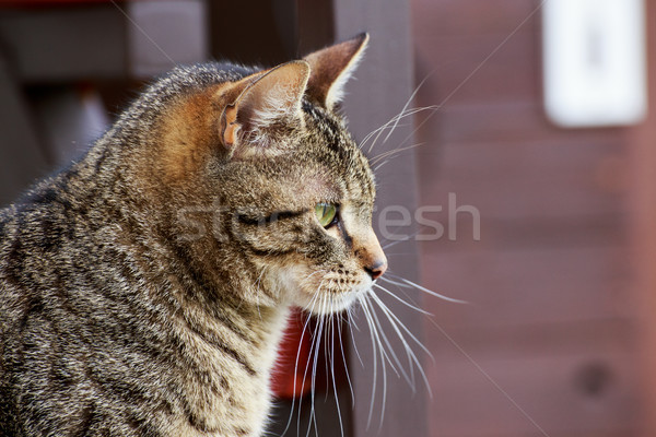 Cat portrait close up Stock photo © Fesus