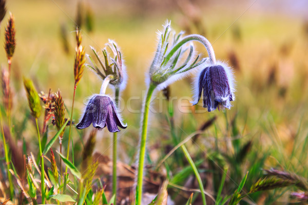 A group of Pulsatilla Stock photo © Fesus