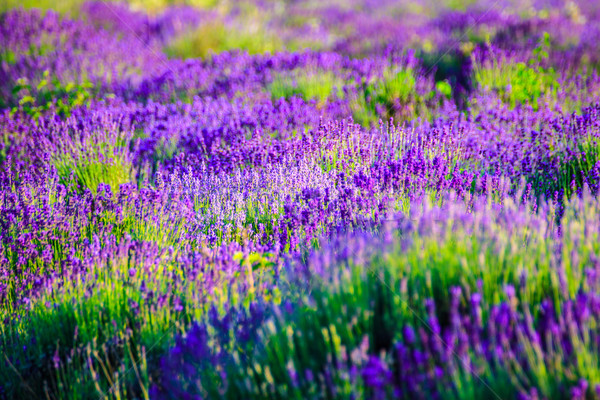 Lavender field in the summer Stock photo © Fesus