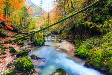 Creek deep in mountain forest Stock photo © Fesus