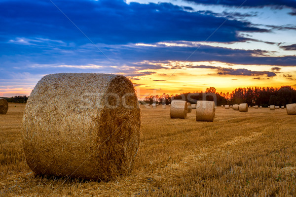 End of day over field with hay bale Stock photo © Fesus