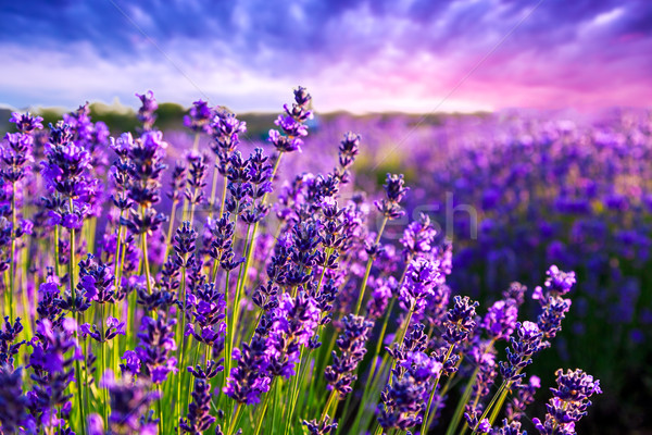 Lavender field in Tihany, Hungary Stock photo © Fesus