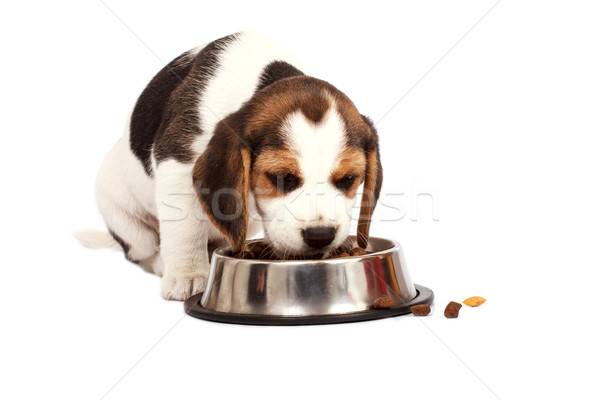 Beagle cachorro perro comer blanco triste Foto stock © Fesus