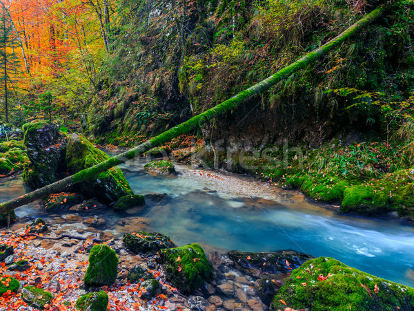 Rzeki kaskada lasu góry wiosną liści Zdjęcia stock © Fesus