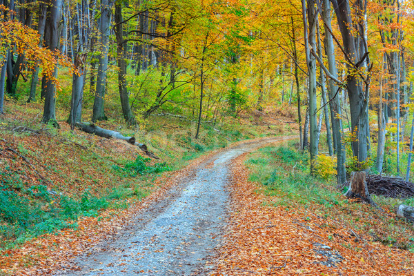 Footpath winding through colorful forest Stock photo © Fesus