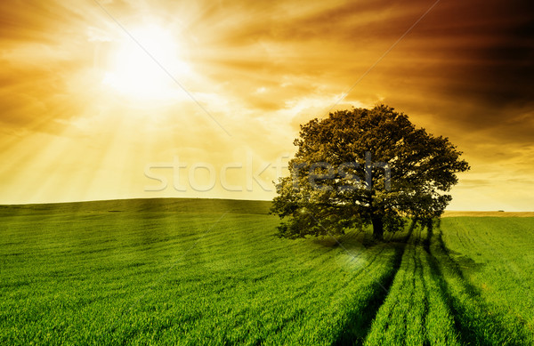 Stockfoto: Eenzaam · boom · blauwe · hemel · zonsondergang · zon · natuur