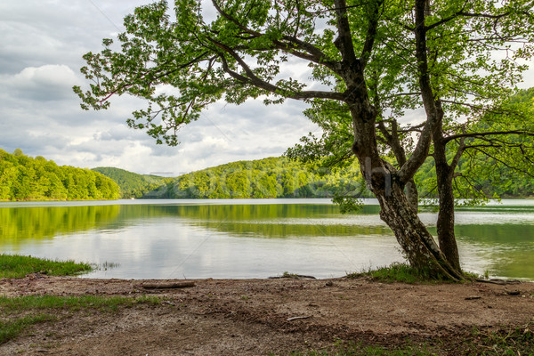Horvátország park nyár fű természet tájkép Stock fotó © Fesus