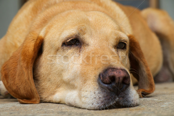 Yellow labrador retriever is lying in outdoor Stock photo © Fesus