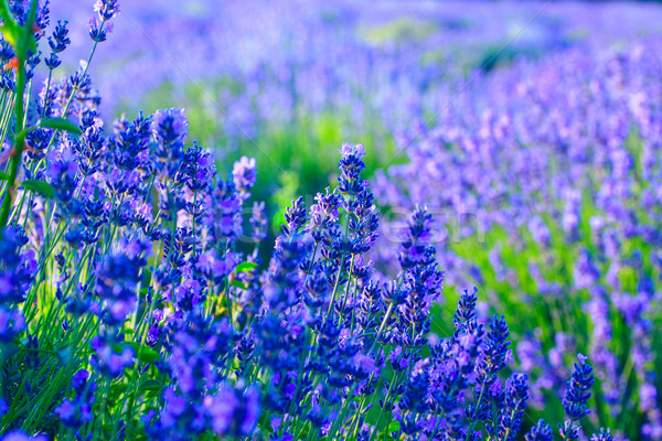 Lavender field in the summer Stock photo © Fesus