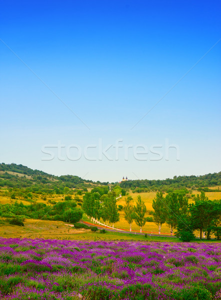 Lavender field in summer Stock photo © Fesus