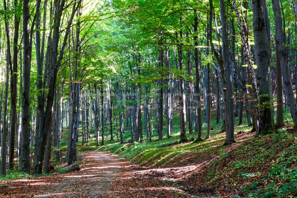 Pathway through the autumn forest Stock photo © Fesus