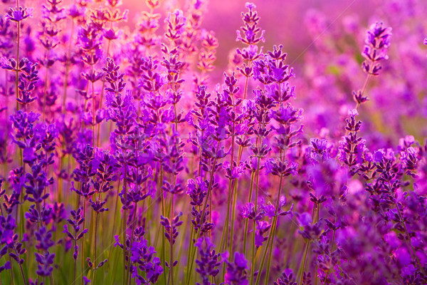 Campo di lavanda Ungheria estate fiore tramonto panorama Foto d'archivio © Fesus