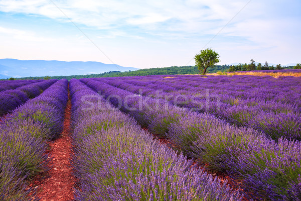 Lavender field summer landscape near Sault Stock photo © Fesus