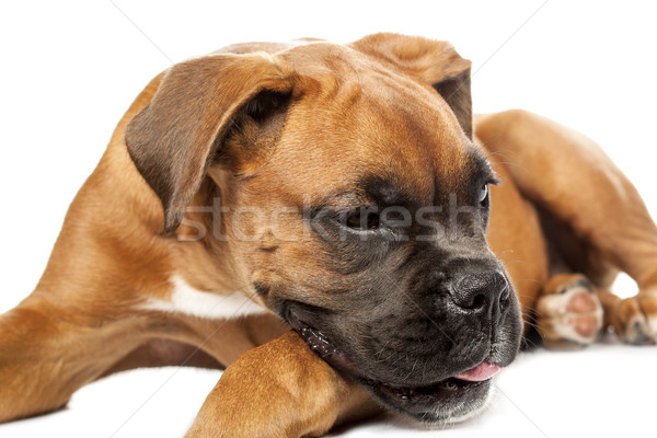 German Boxer puppy (5 month) Stock photo © Fesus