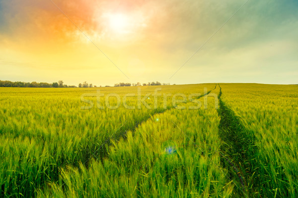 зеленый полях пшеницы Тоскана Италия трава Сток-фото © Fesus
