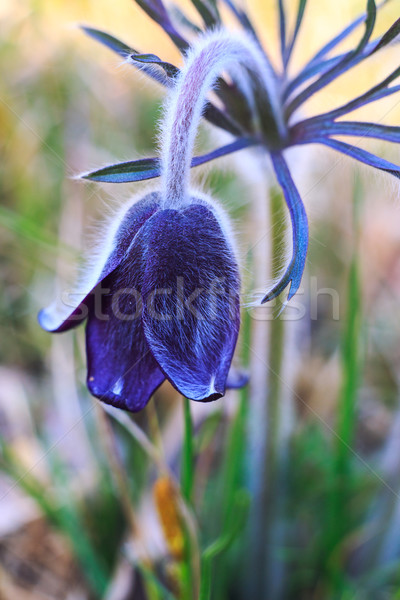 A group of Pulsatilla Stock photo © Fesus