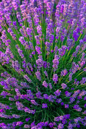 Campo di lavanda Ungheria cielo tramonto natura panorama Foto d'archivio © Fesus