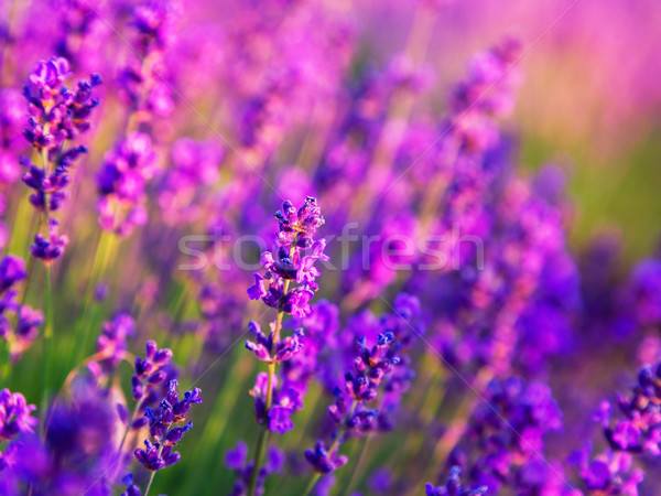 Lavender field in Tihany, Hungary Stock photo © Fesus