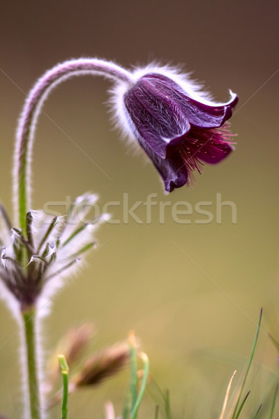 [[stock_photo]]: Groupe · Montana · floraison · printemps · prairie · Hongrie