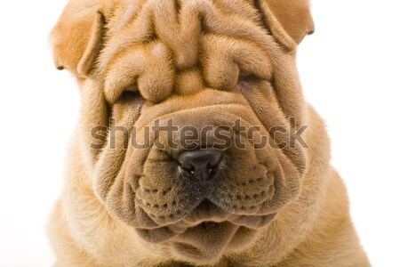Sharpei dog Stock photo © Fesus