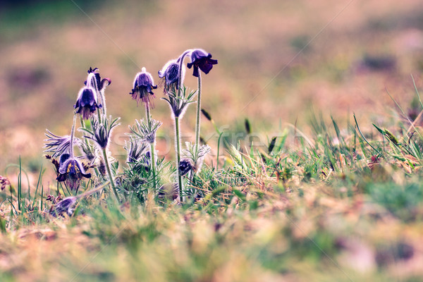 Gruppe Montana Blüte Frühling Wiese Ungarn Stock foto © Fesus