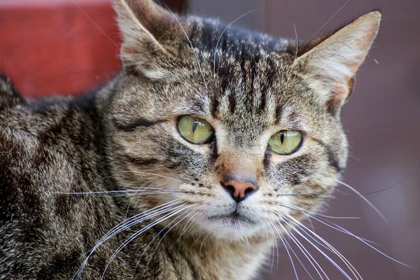 Chat portrait maison extérieur fond [[stock_photo]] © Fesus