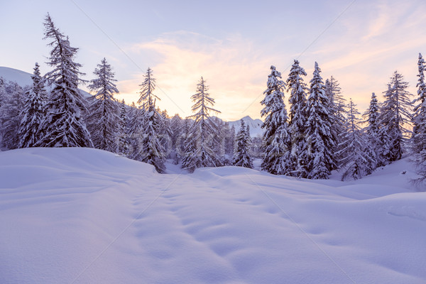 Invierno forestales alpes esquí centro naturaleza Foto stock © Fesus