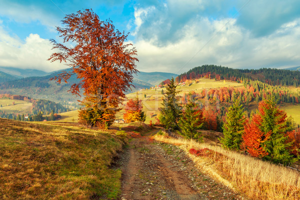 Morning in Carpathians mountain Transylvania Stock photo © Fesus