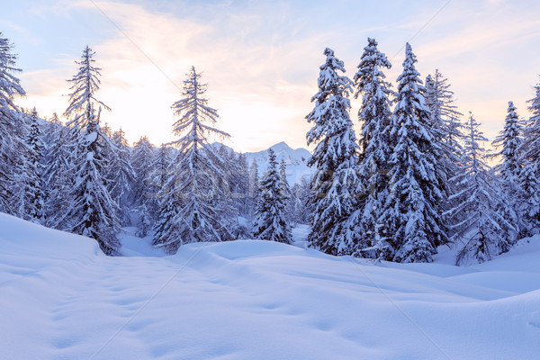 Invierno forestales alpes esquí centro naturaleza Foto stock © Fesus