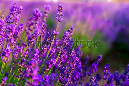 Lavender field in Tihany, Hungary Stock photo © Fesus