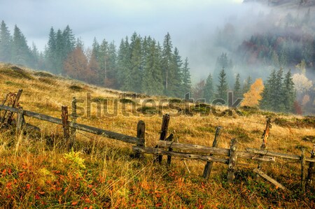 Foggy summer morning in the mountains Stock photo © Fesus