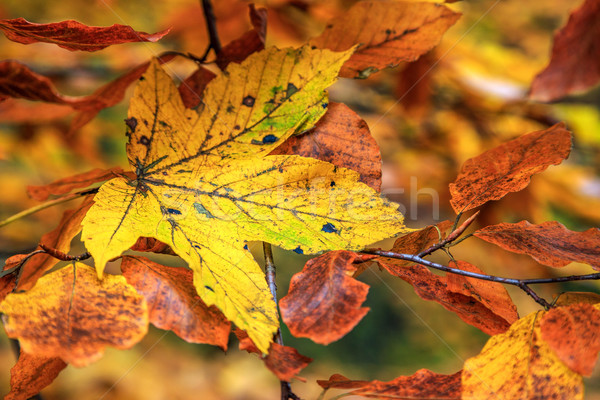 Leaf Stock photo © Fesus