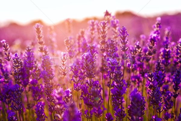 Camp lavanda Ungaria vară floare apus natură Imagine de stoc © Fesus