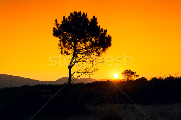 Silhueta árvore pôr do sol zakynthos ilha Grécia Foto stock © Fesus