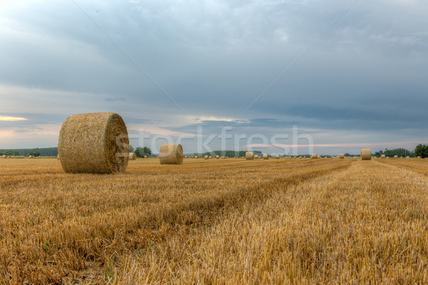 Paie dramatic cer Ungaria iarbă natură Imagine de stoc © Fesus