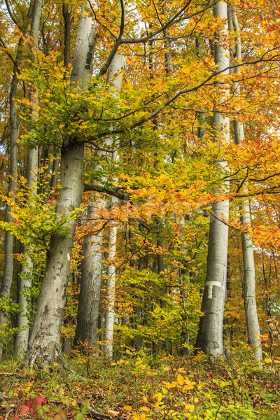 Colorido otono forestales sol naturaleza paisaje Foto stock © Fesus