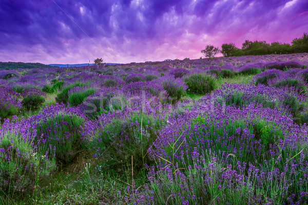 Sunset over a summer lavender field in Tihany, Hungary Stock photo © Fesus