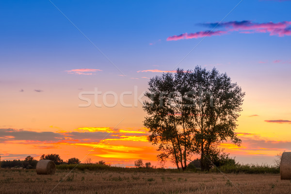 Sunset field, tree and hay bale Stock photo © Fesus