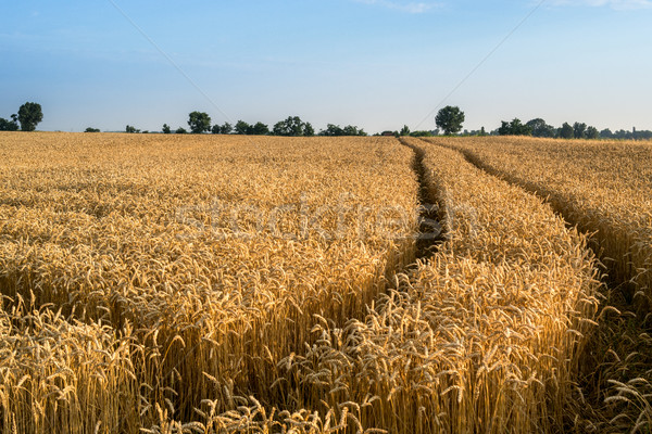 Weizenfeld bereit Ernte zunehmend Bauernhof Bereich Stock foto © Fesus