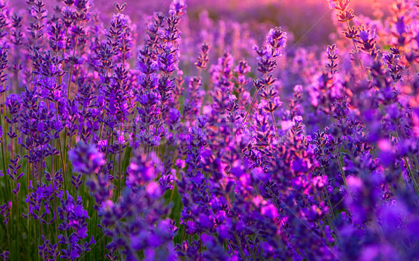 Campo di lavanda Ungheria estate fiore tramonto panorama Foto d'archivio © Fesus