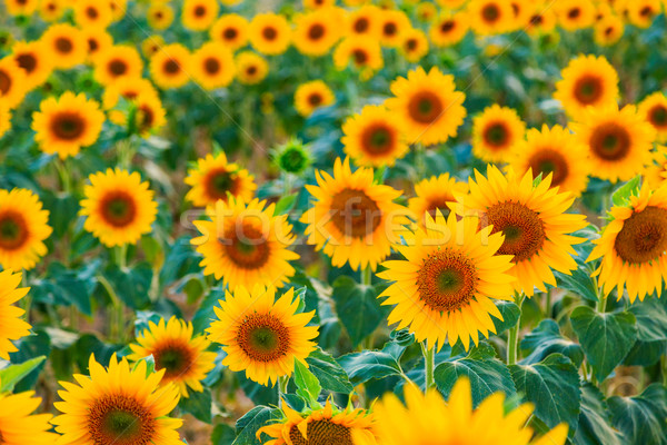 Sunflower field Stock photo © Fesus